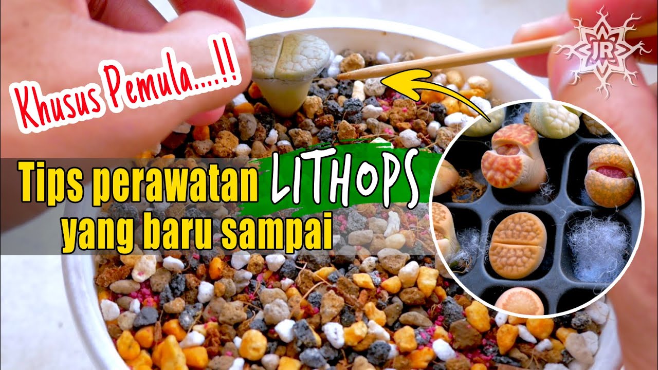 Tips Merawat Lithops Untuk Pemula