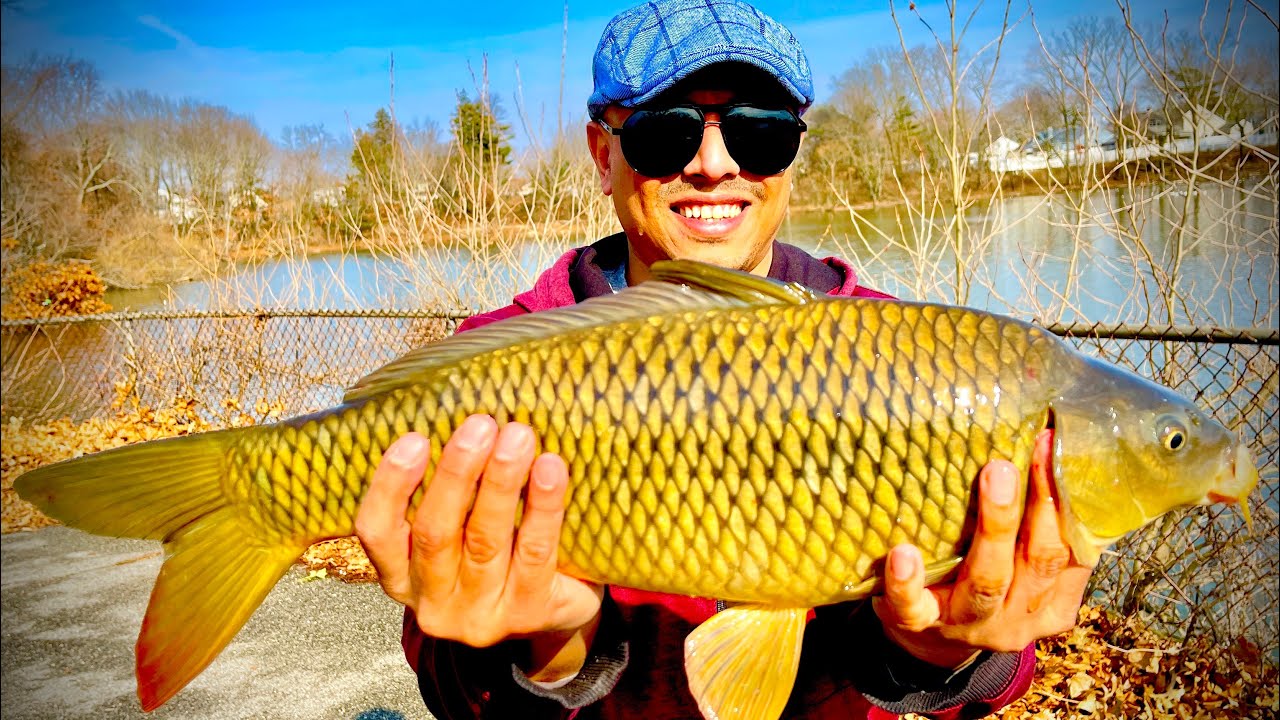 How to catch a Carp with Corn (part 1) fishing carpfishing carp 