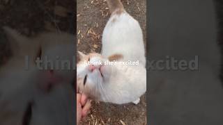 Stray Cat Gets VERY Happy to See Me and Runs!