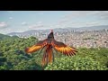 The fire chicken | spicy chicken
