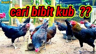 Cara mendapatkan calon indukan ayam kub #001 #kreatiftv