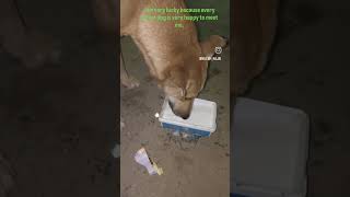 STRAY DOGS..#dogs #love #puppylove #puppy #animals #dogs #straydoghero #dog #straydogs #dogsworld