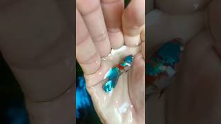 I almost caught the wrong fish, if I had caught the wrong one I could have caught a cockroach 😂