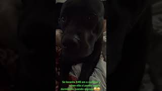 Te Amo Mi Bebé Hermosa