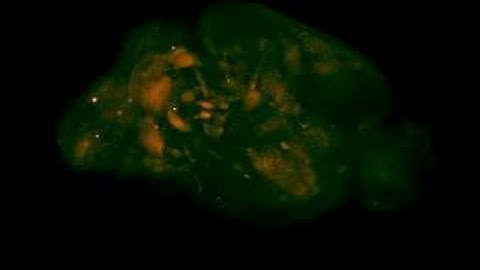 3D visualization of neuronal networks in the mouse brain