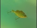 Jackall Giron Swimbait - Underwater Footage