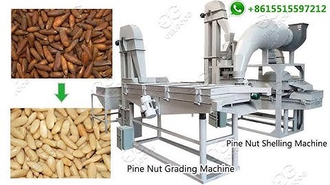 200 KG/H Pine Nut Chilgoza Grading and Shelling Machine Line