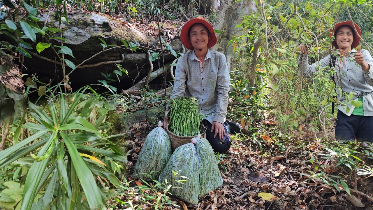 เข้าป่า หาเก็บผักป่า!! หมานๆโพดๆโพๆ ยอดใหญ่ๆ มีกลิ่นหอมและรสชาติ เป็นเอกลักษณ์ 19 ก.ค 69 หมานๆครับ