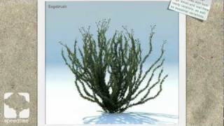 SpeedTree Model Library Showcase