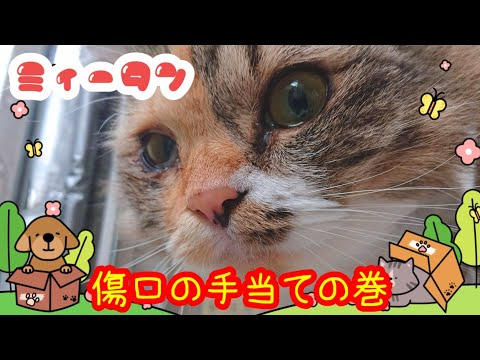 猫の傷の応急処置と治療法｜獣医師が教える正しいケア