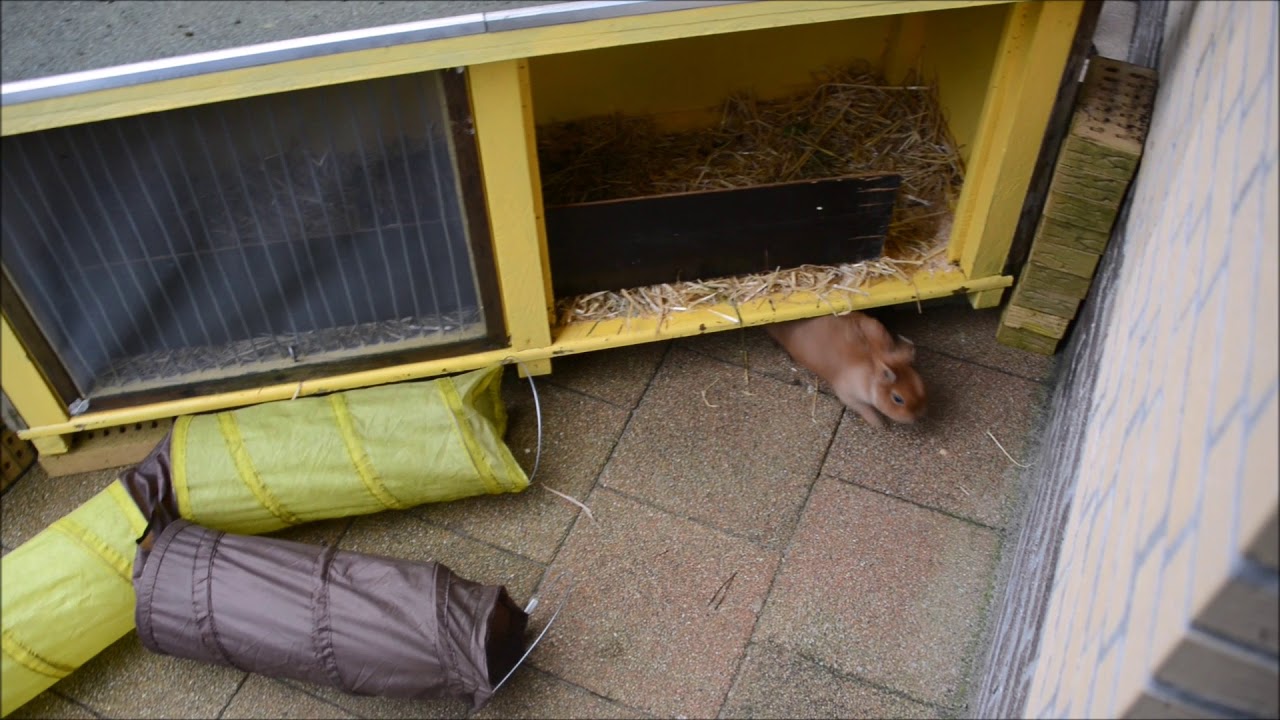 sharingbox Konijnen Orry en Naranja op kerstvakantie