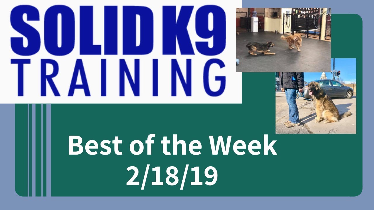 dog trainer in delhi Solid K9 Training Center Best of the Week 2/18/19