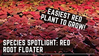 The Easiest Red Aquarium Plant to Grow - Species Spotlight : Red Root Floater