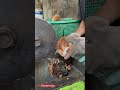 The distinctive crackling sound of an old coconut shell🥥 #coconut #machinecoconut#short