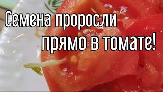 Семена проросли прямо в томате! Такого я ещё не видела!!!