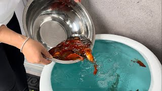 gold fish new home completed | moving them to their new home | replace their old toys