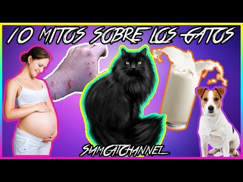 Video: Cuántas Vidas Tiene Un Gato: Mitos Y Realidad, Rasgos Del Cuerpo Del Gato, Interpretaciones Místicas Y Sus Posibles Justificaciones