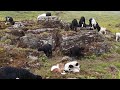 Lamb farm