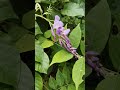 Wisteria flower at my garden #wisteria #wisteriabonsai #wisteriaflowerinindia