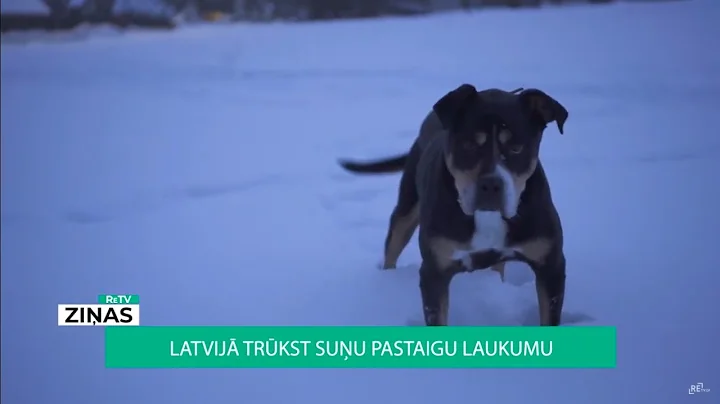 ReTV: Latvijā trūkst suņu pastaigu laukumu