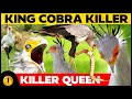This is why King Cobras are afraid of this bird