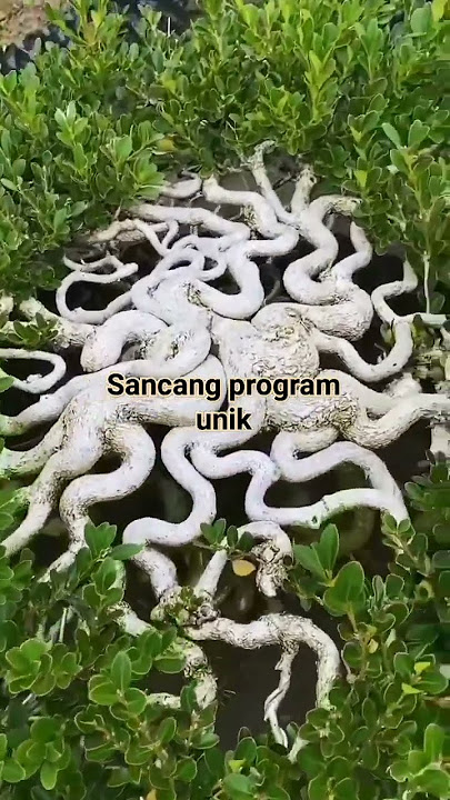 Bonsai Sancang program unik