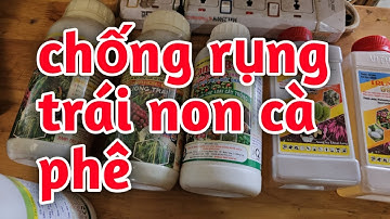 Hd563.Dưỡng quả chống rụng trái non cho cà phê