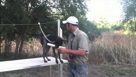 Teach Your Dog To Fetch - Trained Retrieve - "Hold" Walking Up & Down The Table