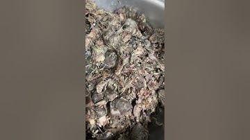 Canh cá Quỳnh Côi đặc sản Thái Bình tại Hà Nội | Titbeolaocai