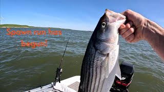 Striper Fishing spawn run ca Delta/Sacramento river 