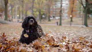 Westminster Dog Show: Portuguese Water Dog in Central Park