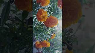 बरसात के मौसम में सबसे ज्यादा लगाएं जानें वाले पौधे shortvideo flowers viral garden yt organic