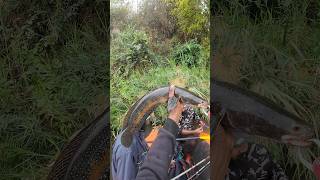 ചേർമീൻ വയനാട്