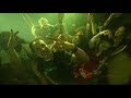 Capture de la vidéo Mighty Mystic - Cali Green | Official Music Video