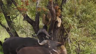 Lion in tree SURROUNDED by buffalo!