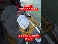 めちゃくちゃ便利な韓国遊漁船のイケス❗️日本の船もこれ採用して欲しい‼️ #イイダコ#イケス#韓国#遊漁船 #オモリグ #イカメタル#メタルスッテ