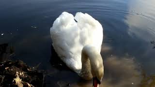 Лебедь на пруду и Василь