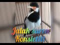 Jalak Suren Konslett Full Isian Cocok Untuk Masteran Mp3 - Mp4 Download