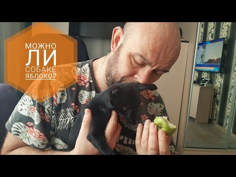 Можно ли собакам есть яблоки,и для чего они полезны?