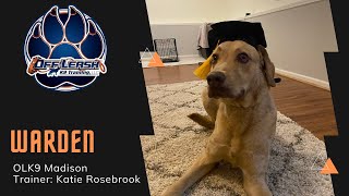 Warden | 1 year old Chesapeake Bay Retriever | Madison Trainer Katie Rosebrook