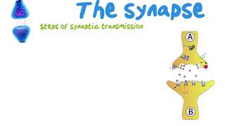 Grade 12:  19 || Steps of synaptic transmission || (part 2)