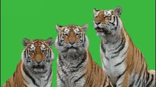 GREEN SCREEN TIGERS ANIMATED NO SOUND  HD | FREE TO USE GRAPHICS ANIMATION