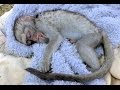 Curious George Baby Vervet Monkey Rescue | Rehabilitated & Released | South Africa Primate Troop