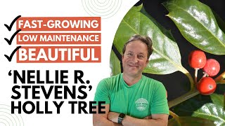 Want a Beautiful FastGrowing Tree?  Meet 'Nellie R. Stevens'