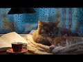 Cat purring sound with light rain outside the window comforting sounds for relaxation