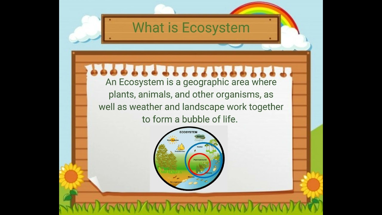 The Importance of Ecosystem