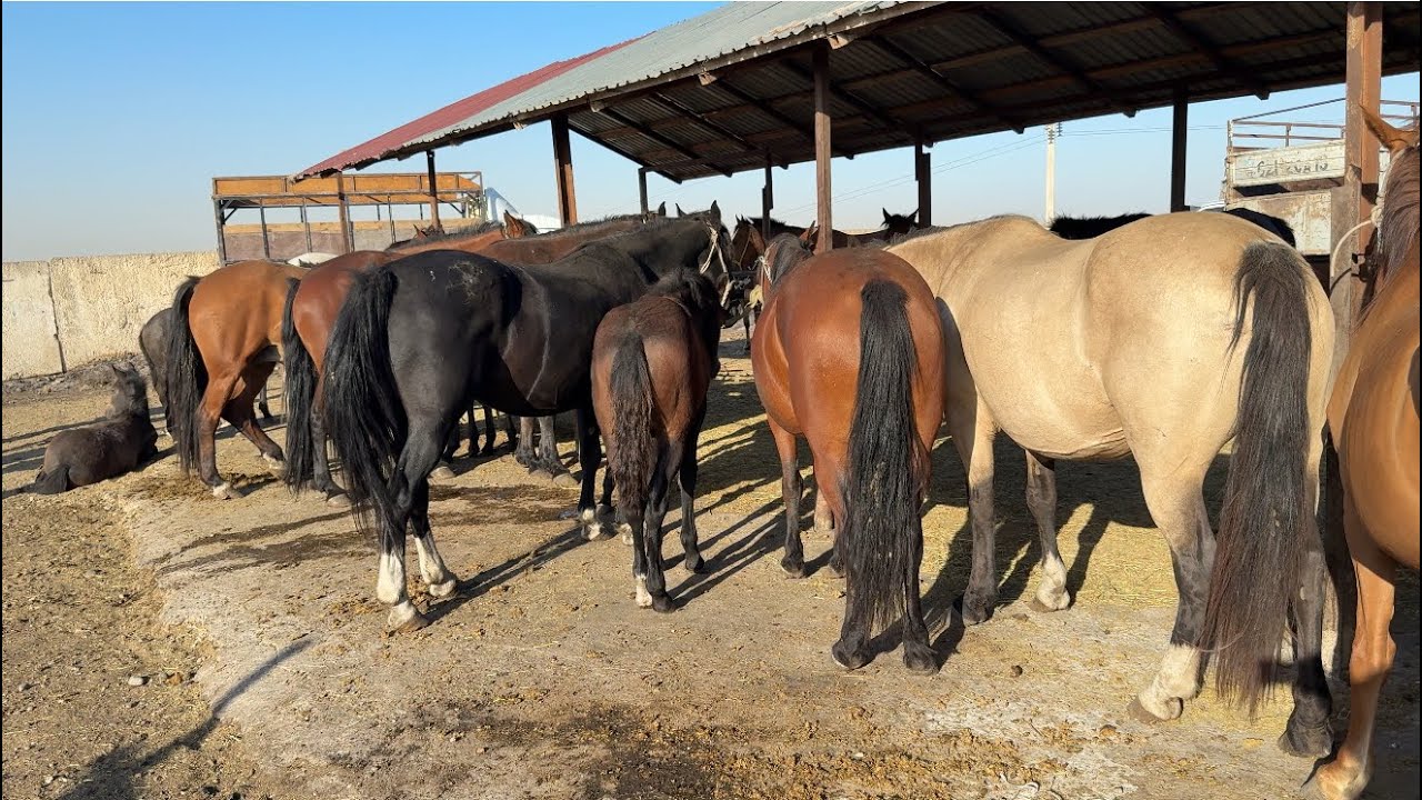 Жылқылар Шымкент 27.08.25ж