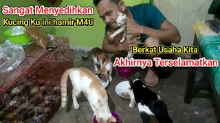 sad story about saving my male cat which almost died || Our story today || Diary Of Katty Funny