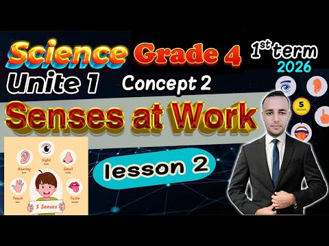 Senses At Work Concept 2 Lesson 2 Science Grade 4 ساينس رابعة إبتدائي الترم الأول 2026 Senses At Work Concept 2 Lesson 2 Science Grade 4 ساينس رابعة إبتدائي الترم الأول 2026