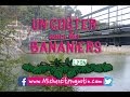 [Evènements WAOUH] [LYON] Un goûter sous les bananiers ;)